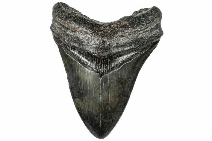 Fossil Megalodon Tooth - South Carolina #310055